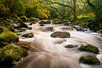 River Plym flowing fast through Dewerstone Wood, Shaugh Prior, Dartmoor National Park, Devon, England, UK, October 2011. Did you know? The name Plym comes from the Old English term for plum tree.