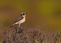 Male Whinchat (Saxicola rubetra) perched on heather, Denbighshire, Wales, UK, June