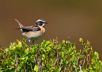 Male Whinchat (Saxicola rubetra) perched on Bilberry (Vaccinium myrtillus), Denbighshire, Wales, UK, June.