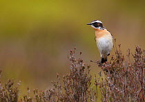 Male Whinchat (Saxicola rubetra) perched on heather, Denbighshire, Wales, UK, June.