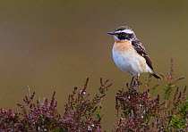 Male Whinchat (Saxicola rubetra) perched on moorland heather, Denbighshire, Wales, UK, June.
