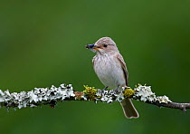 Spotted flycatcher (Muscicapa striata), perched on  branch with fly prey, Clwyd, Wales, UK, June.
