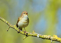 Chiffchaff (Phylloscopus collybita) singing, Cheshire, England, UK, April.