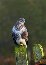 Common buzzard (Buteo buteo) perched on a gate post, Cheshire, England, UK, December.