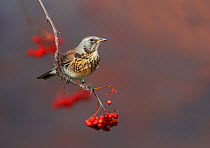 Fieldfare (Turdus pilaris) perched on branch of a Rowan tree (Sorbus aucuparia), with berries, Clwyd, Wales, UK, November. Did you know? The Rowan tree's old Celtic name was 'fid na ndruad' which mean...