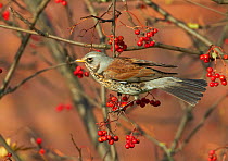 Fieldfare (Turdus pilaris) perched on branch of a Rowan tree (Sorbus aucuparia), with berries, Clwyd, Wales, UK, November. Did you know? Fieldfares have an unusual way of defending their nests - by bo...