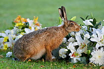 European hare (Lepus europaeus), smelling flowers in a graveyard, Landican Cemetery, Wirral, England, UK, August.