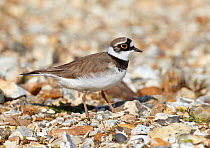 Male Little ringed plover (Charadrius dubius) on the edge of a freshwater gravel pit, Hampshire, England, UK, April.