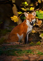 Red fox (Vulpes vulpes) sitting in deciduous woodland, Lancashire, England, UK, November.