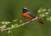 Male Redstart (Phoenicurus phoenicurus), perched on branch of flowering Hawthorn (Crataegus monogyna), Clwyd, Wales, UK, May. Did you know? Another common name for a Redstart is Firetail due to their...