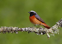 Male Redstart (Phoenicurus phoenicurus) perched on branch, Clwyd, Wales, UK, May.
