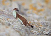 Stoat (Mustela erminea) climbing on boulders, Conwy, Wales, UK, June.