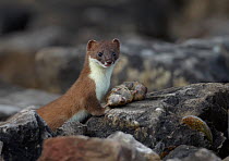 Stoat (Mustela erminea) with Bank vole (Myodes glareolus) prey, Conwy, Wales, UK, June.