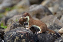 Stoat (Mustela erminea) with Bank vole (Myodes glareolus) prey, Conwy, Wales, UK, June.