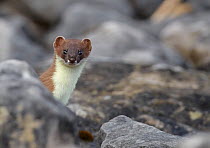 Stoat (Mustela erminea), looking out from behind a rock, Conwy, Wales, UK, June.