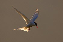 RF- Arctic tern (Sterna paradisaea) backlit in evening light. Shetland Isles, Scotland, UK. June. (This image may be licensed either as rights managed or royalty free.)
