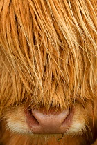 RF- Close-up of Highland cow (Bos taurus) showing thick insulating hair covering face. Isle of Lewis, Outer Hebrides, Scotland, UK, April. (This image may be licensed either as rights managed or royal...