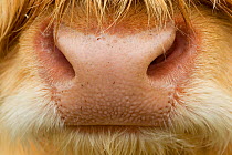 Close-up of the nose of a Highland cow (Bos taurus) Isle of Lewis, Outer Hebrides, Scotland, UK, April.