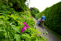 Family walking along path, with Hedgerow cranesbill(Geranium pyrenaicum) in foreground, Bramhall Park, Cheshire, England, UK, June.