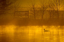 Canada goose (Branta canadensis) silhouetted on lake at dawn, Stockport, Cheshire, England, UK, December. Did you know? Canada geese mate for life.
