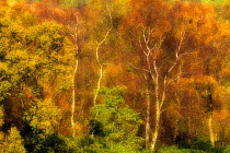 Mixed species woodland in autumn, including Silver birch trees (Betula pendula), Peak District National Park, England, UK, October.