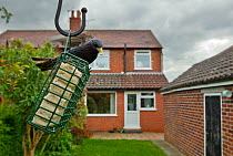 Common starling (Sturnus vulgaris) on bird feeder with house in background, Poynton, Cheshire, England, UK, May. Property released.