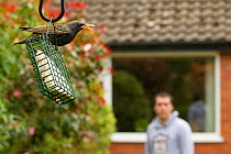 Common starling (Sturnus vulgaris) on bird feeder with man watching in background, Poynton, Cheshire, England, UK, May. Property released.
