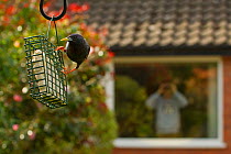 Common starling (Sturnus vulgaris) on bird feeder with man in background watching with binoculars,with man in background watching through house window with binoculars, Poynton, Cheshire, England, UK,...