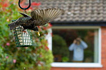 Common starling (Sturnus vulgaris) on bird feeder with man in background watching through house window with binoculars, Poynton, Cheshire, England, UK, May. Property released.