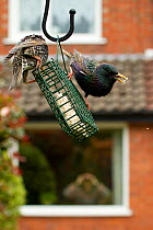 Two Common starlings (Sturnus vulgaris) on bird feeder with man in background watching through house window with binoculars Poynton, Cheshire, England, UK, May. Property released.