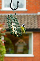 Blue tit (Parus caeruleus) on feeder with man watching with binoculars in background, Poynton, Cheshire, England, UK, May. Property released.