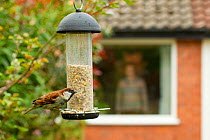 Male House sparrow (Passer domesticus) on feeder with man in background standing by window, Poynton, Cheshire, England, UK, May. Property released.