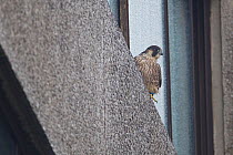 Juvenile male Peregrine falcon (Falco peregrinus) perched on the window ledge of a highrise building, Bristol, England, UK, July.