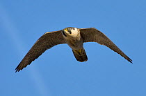 Adult female Peregrine falcon (Falco peregrinus) in flight, Bristol, England, UK, March. Did you know? The highest ever recorded speed of a peregrine falcon in flight was 242 mile per hour!