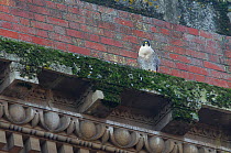 Adult male Peregrine falcon (Falco peregrinus) perched on a derelict brick building, Bristol, England, UK, November.