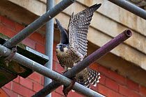Juvenile male Peregrine falcon (Falco peregrinus) stretching his wings whilst perched on scaffolding, Bristol, England, UK, June.