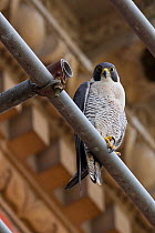 Adult female Peregrine falcon (Falco peregrinus) perched on scaffolding, Bristol, England, UK, June.
