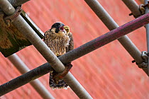 Juvenile male Peregrine falcon (Falco peregrinus) stretching and preening whilst perched on scaffolding, Bristol, England, UK, June.