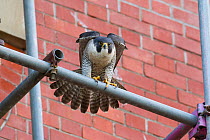 Adult female Peregrine falcon (Falco peregrinus) stretching her wings whilst perched on scaffolding, Bristol, England, UK, June. Did you know? Peregrine falcons have been used for falconry for more th...