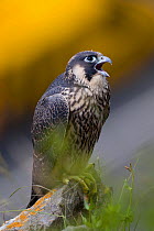 Juvenile Peregrine falcon (Falco peregrinus) vocalising whilst perched in the Avon Gorge, Bristol, England, UK, June.