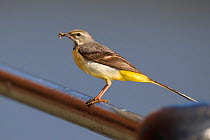 Adult female Grey wagtail (Motacilla cinerea) perched on a metal rail with insect prey, Bristol, England, UK, June.