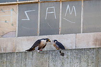 Peregrine falcon (Falco peregrinus) feeding male chick on the window ledge of a derelict building, with graffiti on window behind, Bristol, England, UK, June.