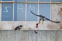 Juvenile male Peregrine falcon (Falco peregrinus)perched by a graffitied window, vocalising as his parent takes flight with prey, Bristol, England, UK, June.
