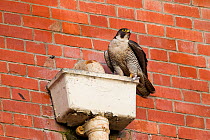 Adult female Peregrine falcon (Falco peregrinus) perched on a gutterbox, Bristol, England, UK, June.