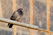 Feral pigeon (Columba livia) perched on scaffolding, Bristol, England, UK, June.