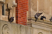 Juvenile male Peregrine falcon (Falco peregrinus) watching Feral pigeons (Columba livia) as they land near his perch on a building ledge, Bristol, England, UK, June.