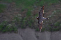 Adult female Peregrine falcon (Falco peregrinus) vocalising whilst in flight through Avon Gorge, Bristol, England, UK, May.