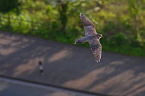 Adult female Peregrine falcon (Falco peregrinus) in flight over a road in the Avon Gorge, Bristol, England, UK, May.