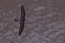 Adult female Peregrine falcon (Falco peregrinus) in flight in the Avon Gorge, Bristol, England, UK, May.