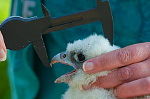 Peregrine falcon (Falco peregrinus) chick, aged three weeks, being measured during a ringing session, Bristol, England, UK, May.